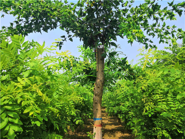 沭陽(yáng)長(zhǎng)景園林蝴蝶槐種植基地實(shí)拍圖片