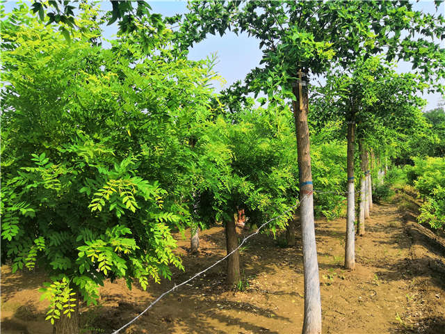 沭陽(yáng)長(zhǎng)景園林蝴蝶槐種植基地實(shí)拍圖片
