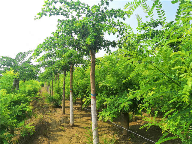 沭陽(yáng)長(zhǎng)景園林蝴蝶槐種植基地實(shí)拍圖片