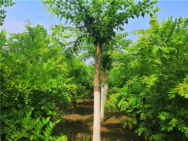 沭陽(yáng)長(zhǎng)景園林蝴蝶槐種植基地實(shí)拍圖片