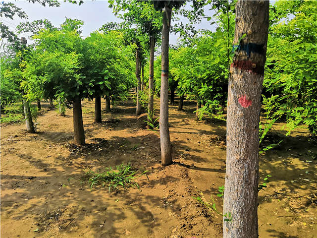 沭陽(yáng)長(zhǎng)景園林蝴蝶槐種植基地實(shí)拍圖片