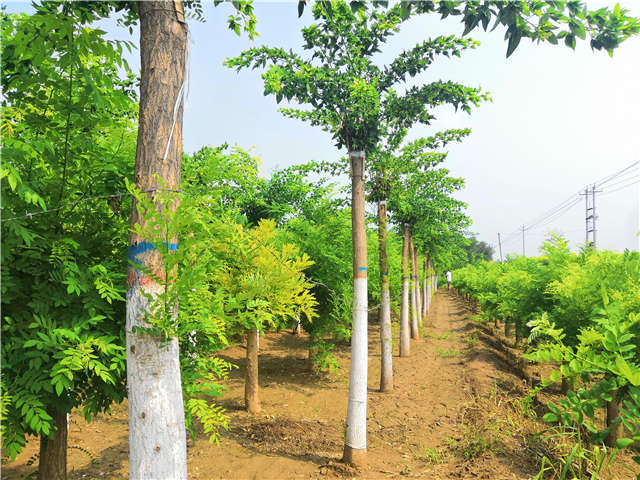 沭陽(yáng)長(zhǎng)景園林蝴蝶槐種植基地實(shí)拍圖片