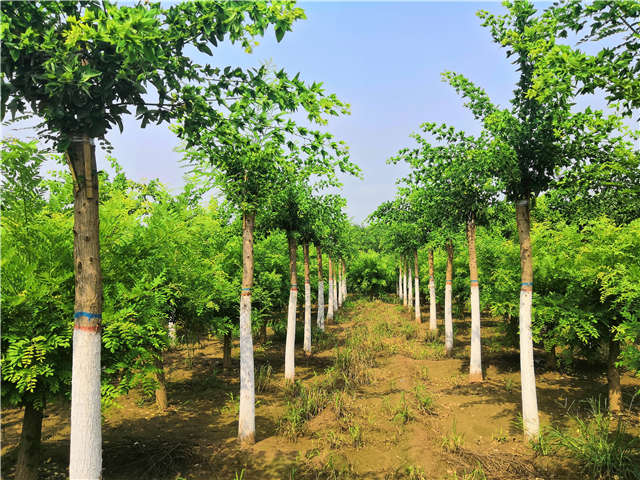 沭陽(yáng)長(zhǎng)景園林蝴蝶槐種植基地實(shí)拍圖片