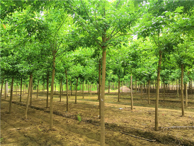 沭陽長景園林金葉復葉槭種植基地實拍圖片