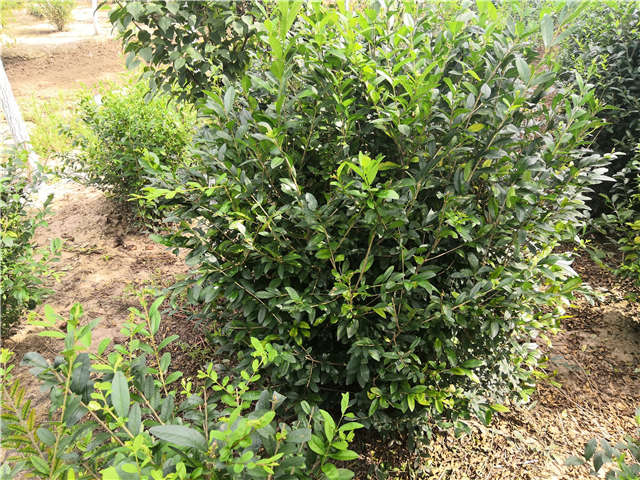 沭陽(yáng)長(zhǎng)景園林水蠟球種植基地實(shí)拍圖片