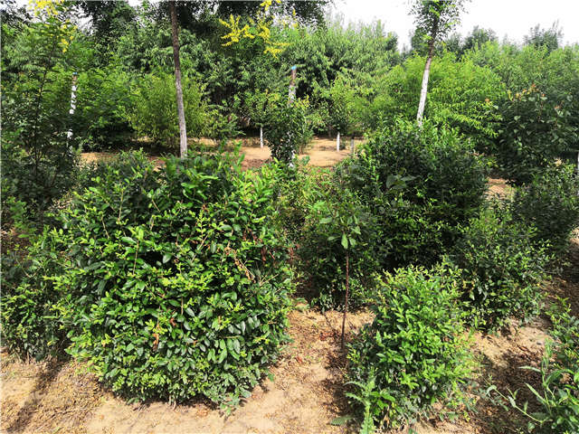 沭陽(yáng)長(zhǎng)景園林水蠟球種植基地實(shí)拍圖片