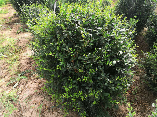 沭陽(yáng)長(zhǎng)景園林水蠟球種植基地實(shí)拍圖片
