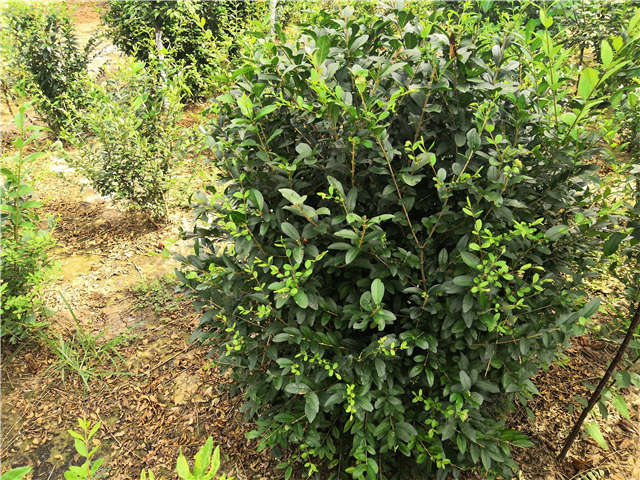 沭陽(yáng)長(zhǎng)景園林水蠟球種植基地實(shí)拍圖片