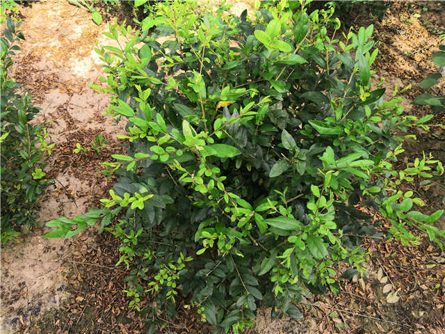 沭陽(yáng)長(zhǎng)景園林水蠟球種植基地實(shí)拍圖片
