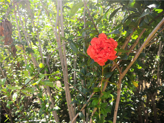 沭陽長景園林花石榴種植基地實拍圖片